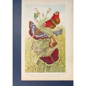  Peacock Camberwell Emperor Butterfly Butterflies Print 