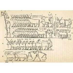  Ancient Egyptian Livestock Agriculture Archaeology Hieroglyphics 