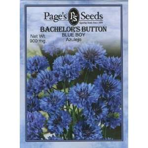  Bachelor Button, Blue Boy Patio, Lawn & Garden