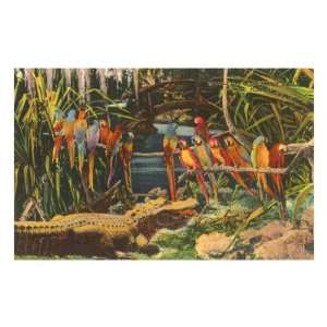  Macaws and Alligator, Florida Travel Premium Poster Print 