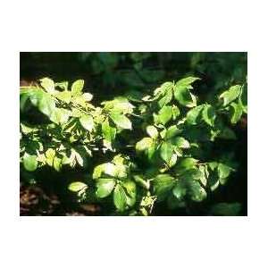  Michelia Figo   Banana shrub   One gallon size Patio 