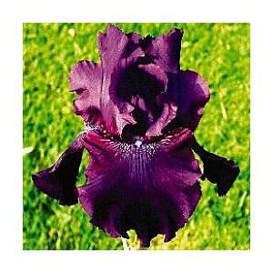  Rosalie Figge ,Days of Autumn Reblooming Irises,