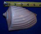 genuine voluta w swirl decor seashells item 211a expedited