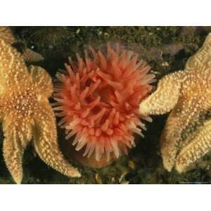 com Sea Stars and a Sea Anemone Color the Bottom of the Gulf of Maine 