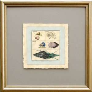  Phoenix Galleries HP833 Shell 6 in Aqua Framed Print