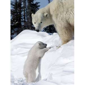 Polar Bear with a Cub, (Ursus Maritimus), Churchill, Manitoba, Canada 