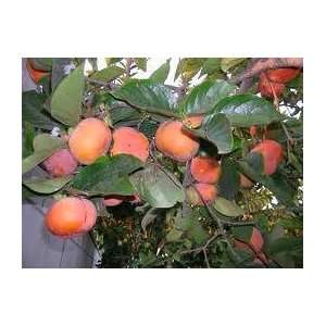  2 3 Year Old Fuyu Persimmon Tree in Growers Pot, 3 Year 