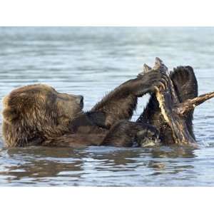 Brown Bear (Ursus Arctos) Playing with a Piece of Wood, Kamchatka 