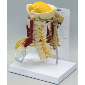 Cervical Vertebrae Model  Industrial & Scientific