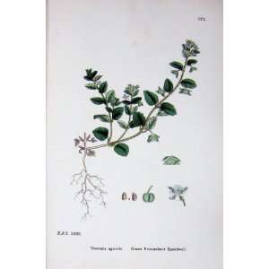 Green Procumbent Speedwell Botany Plants C1902 Veronica  