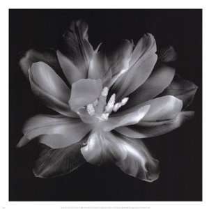   Tulip III Finest LAMINATED Print Donna Geissler 13x13