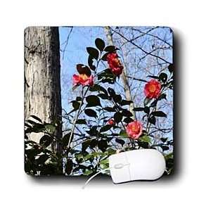   Photography Camellias   Camellia Tree   Mouse Pads Electronics