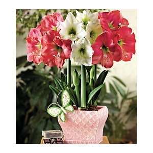  Festival Trio Amaryllis in Cachepot with Chocolates Patio 