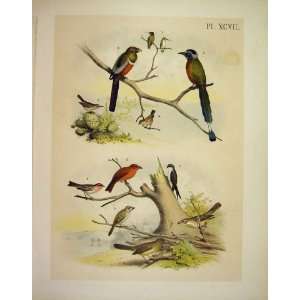 Trogon Sawbill + 9 Studer Jasper Birds Of America 1878  