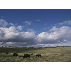 Bison Grazing on the Open Prairie in Custer State Park Stretched 
