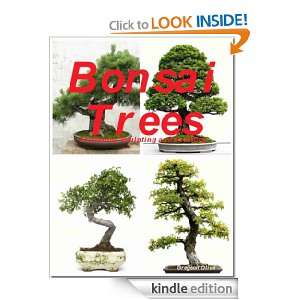 Bonsai Tree Gregson Olive  Kindle Store