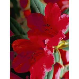 Close Up of Two Red Rhododendron Flowers, Gros Claude, Windsor Great 
