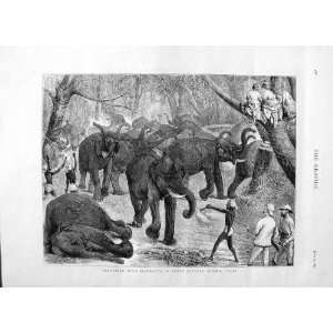    1875 CAPTURING WILD ELEPHANTS EASTERN MYSORE INDIA
