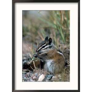  Least Chipmunk Photos To Go Collection Framed Photographic 