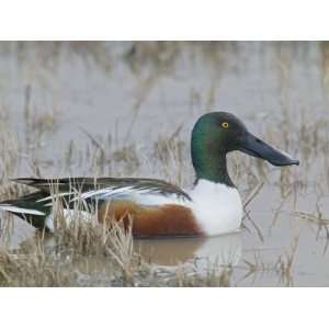  Northern Shoveler, Anas Clypeata, Drake, North America 