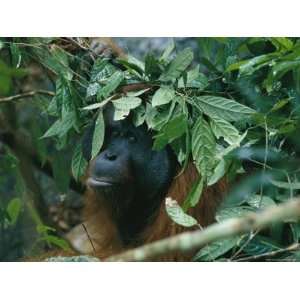Orangutan During a Rain Shower, Gunung Palung National Park, Borneo 