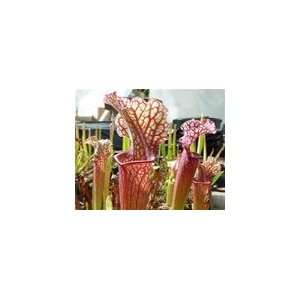  Sarracenia Judith Hindle Patio, Lawn & Garden