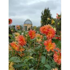  Asters and Dovecote in Gardens of Chateau de Cormatin 