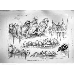  1889 BIRD SHOW LONDON ORNITHOLOGY ROYAL AQUARIUM