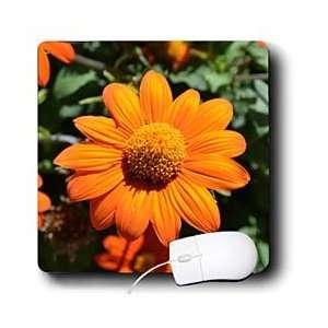   Mexican Sunflower Flowers Flower Photography   Mouse Pads Electronics