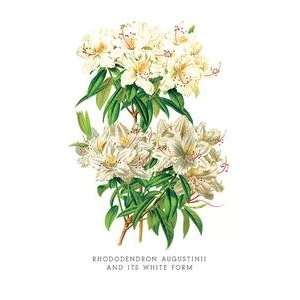  Vintage Art Rhododendron Augustinii and Its White Form 