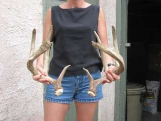 181 5/8 FREAKY WHITETAIL Deer antlers sheds mule elk  