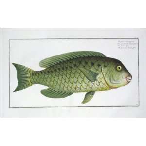  Marcus E Bloch Fish Print   Grecian Parrot Fish Fine Art 