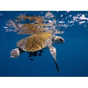  A Sea Turtle Offers Some Protection to Small Fish in the Open 