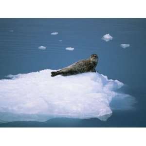  Harbor Seal (Phoca Vitulina) on an Iceberg in Columbia Bay 