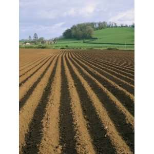  Ridged Soil in Ploughed Field, Somerset, England, United 