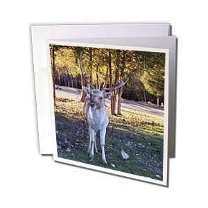 Jackie Popp Nature N Wildlife animals   Axis deer   Greeting Cards 6 