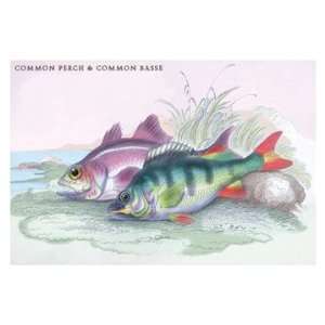  Common Perch and Common Bass 12X18 Art Paper with Black 