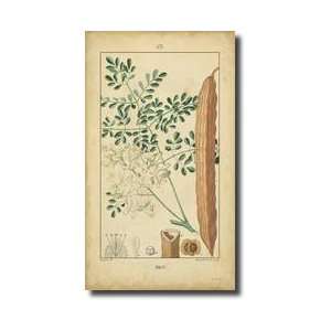  Vintage Turpin Botanical V Giclee Print