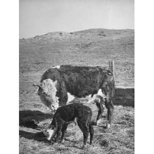 Newborn Calf Standing Next to its Mother on the Abbott Ranch 