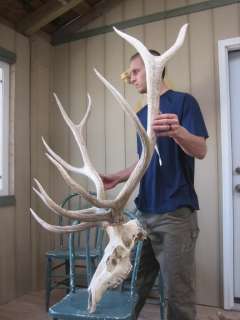   ELK RACK on FULL SKULL antlers whitetail mount sheds mule moose  