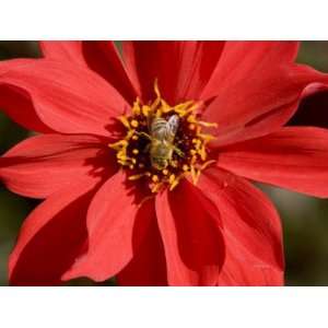  Closeup of a Honey Bee Visiting a Red Flower Premium 