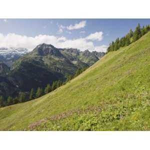  Summer Flowers, Chamonix Valley, Rhone Alps, France 