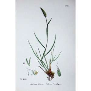  Botany Plants C1902 Tuberous Fox Tail Grass Bolbosus