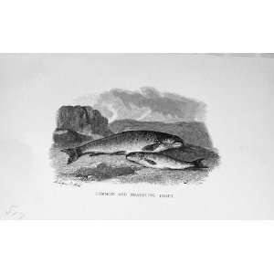  1891 Common Brandling Trout Fish Nature Old Print