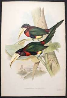    billed Aracari, Pteroglossus   1855 Family of Toucans FOLIO  