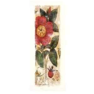  Rosa Gallica   Thea Schrack 15x43.5