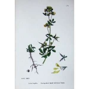   Botany Plants C1902 Spotted Small Birds Foot Trefoil