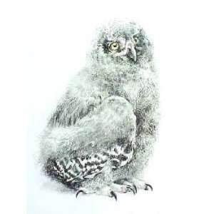 Robert Bateman   Young Snowy Owl Artists Proof