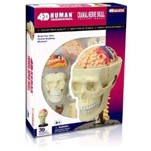  Cranial Nerve Skull 4D Anatomy Model Toys & Games