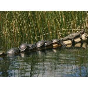  A Group of Aquatic Turtles and an American Alligator Bask 
